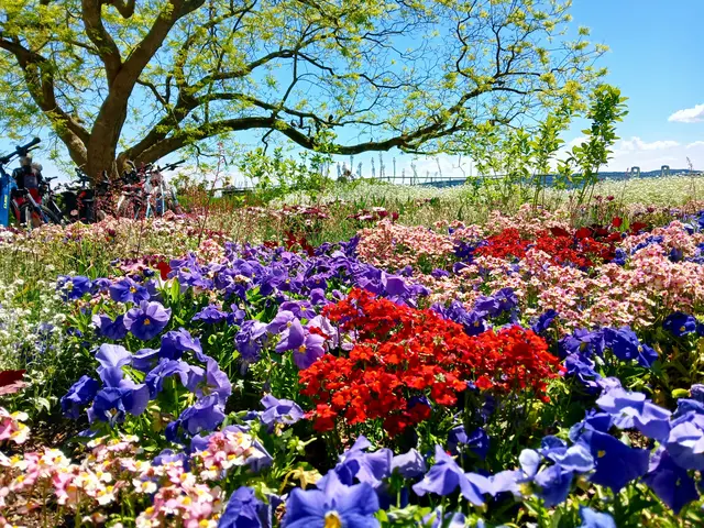 Die Beete sind total schöne und farbenprächtige Hingucker.   | Foto: sigischlottke