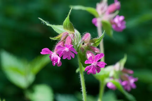 Die Lichtnelken stehen in voller Blüte. | Foto: Michael Harmsen