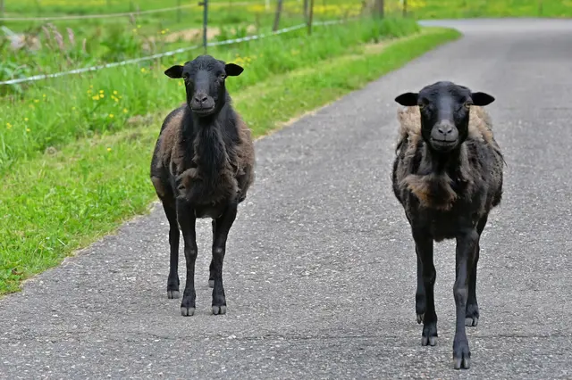 Nanu, wer kommt den da? | Foto: Michael Harmsen