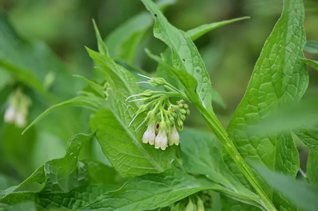 Der Beinwell wird in der Naturmedizin für Wundbehandlung, bei Hauterkrankungen, Knochenbrüchen, Gelenkerkrankungen, Muskelschmerzen, rheumatische Erkrankungen, Gefäßerkrankungen, Atemwegserkrankungen, Entzündungen und Verdauungsbeschwerden eingesetzt. Ein echter Tausensassa. | Foto: Michael Harmsen