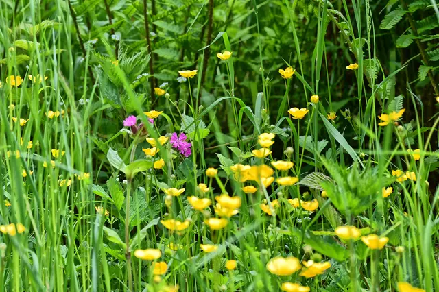 Wiesenblumen. | Foto: Michael Harmsen