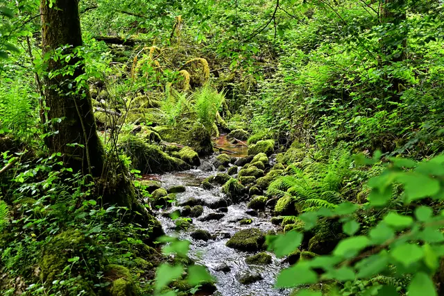 Der Regen der letzten Tage hat der Natur gut getan. Der kleine Seebach plätschert munter vor sich hin. | Foto: Michael Harmsen