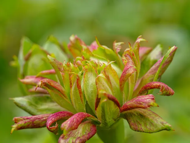 grüne Rose (Rosa chinensis "Viridiflora") | Foto: Eigenes Bild TB