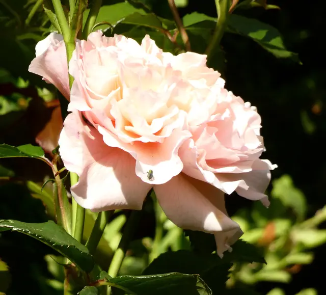 Eine Rose blüht auch schon und ein Käferchen hat es sich darauf gemütlich gemacht.  | Foto: sigischlottke