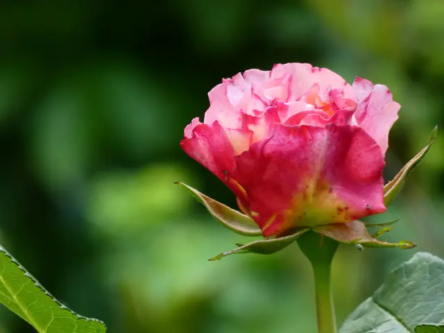 Und da war ja noch diese hübsche Rose.  | Foto: sigischlottke