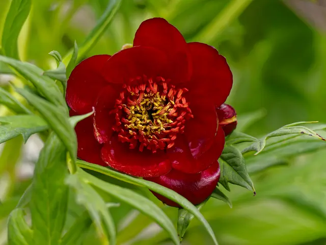 ungefüllte Pfingsrose | Foto: Eigenes Bild TB