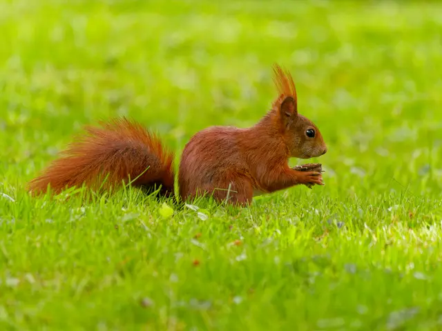 Und plötzlich war ein Eichhörnchen da | Foto: Eigenes Bild TB