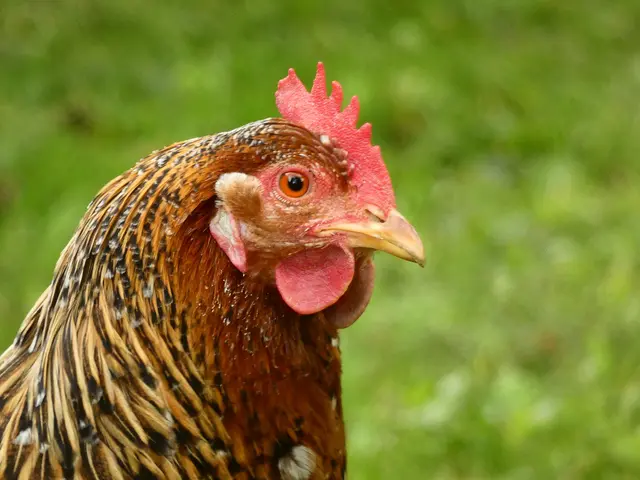 Das ist Rose - ein wunderschönes Huhn, das uns im Garten auch bezaubert hat.  | Foto: sigischlottke