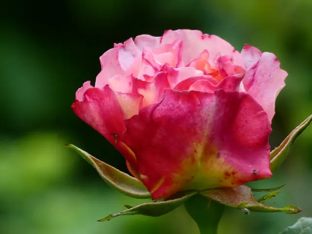 Die Rose.  | Foto: sigischlottke