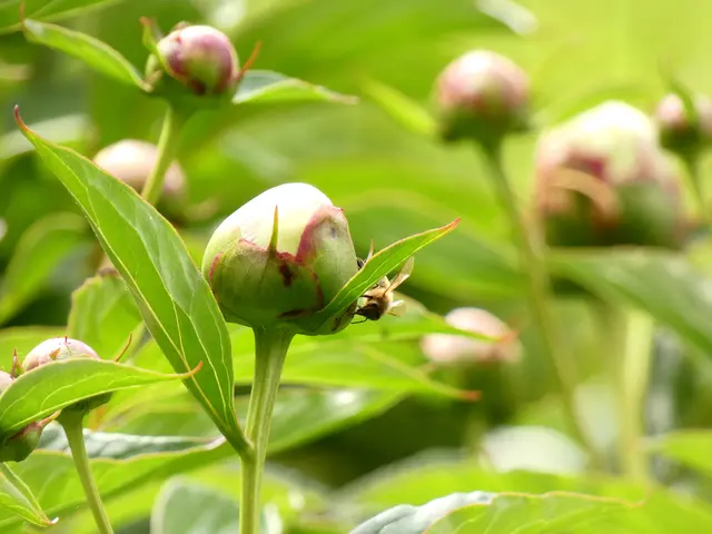 Was die Bienen wohl an den geschlossenen Blüten finden? | Foto: sigischlottke