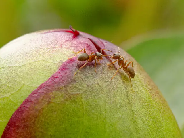 Ameisen auf den Pfingsrosenknospen | Foto: Eigenes Bild TB