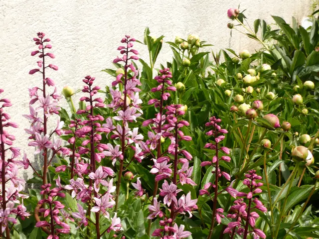 Diptam und Pfingsrosen in trauter Zweisamkeit.  | Foto: sigischlottke