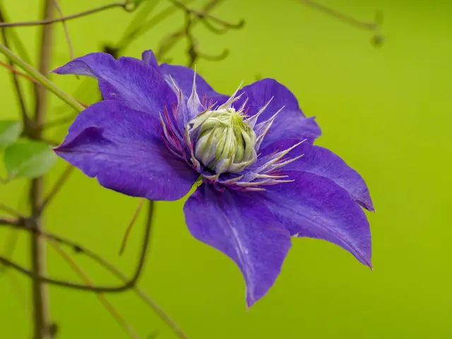 Clematis | Foto: Eigenes Bild TB