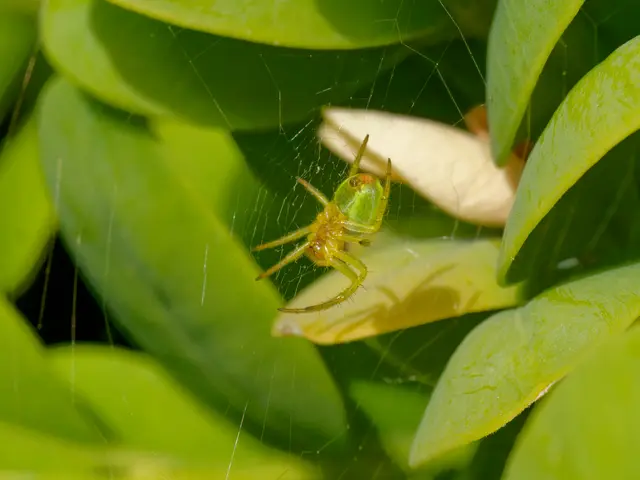 Kleine Spinne am Buchs | Foto: Eigenes Bild TB