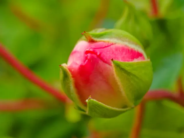 Rosenknospe | Foto: Eigenes Bild TB