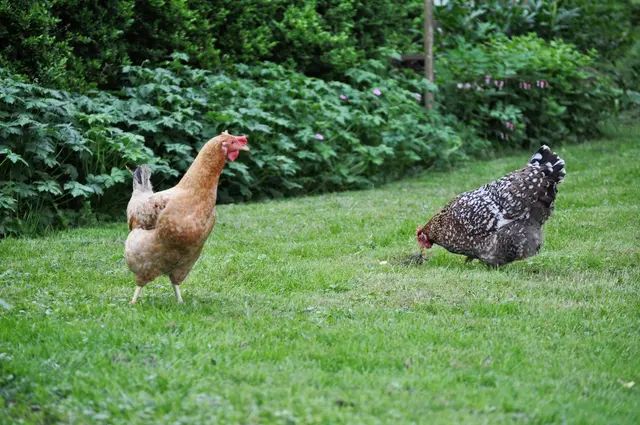 Lore schaut mal neugierig was hier los ist. | Foto: Daniela Somers
