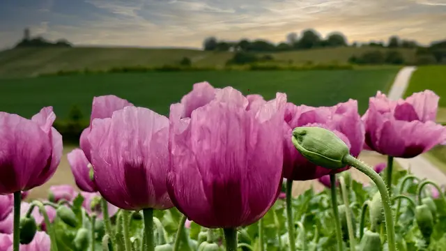 Foto: Moni Bordt