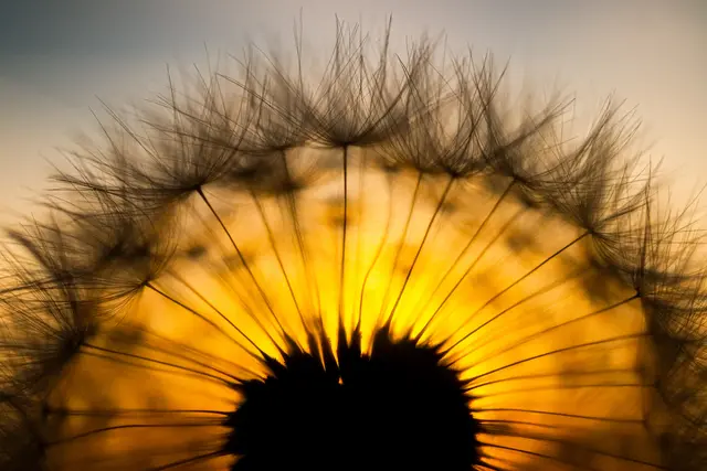 Pusteblumesamen vor Sonnenuntergang