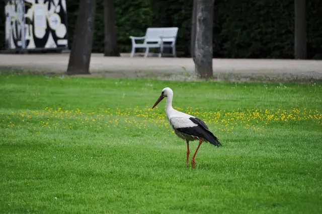 Aufmerksam wird der ganze Rasen abgesucht. | Foto: Daniela Somers