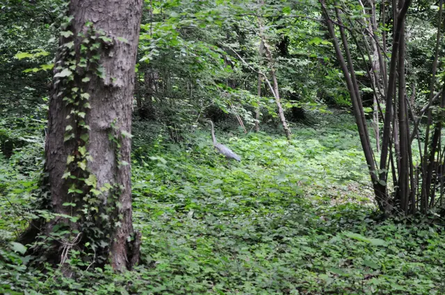 Und noch ein Graureiher ist mir am Weg begegnet. | Foto: Daniela Somers