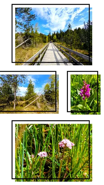 Ausschnitt durch die Wälder des Hinterzartener Hochmoors. | Foto: Isolde Reitz