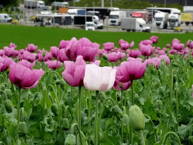 Eine fast weiße Mohnblüte und die Autobahn im Hintergrund | Foto: WandernGabyErich