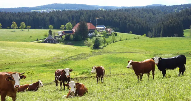 Der von der Fernsehserie bekannte und sehr idyllisch gelegene "Fallerhof." | Foto: Isolde Reitz