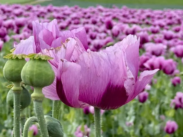 Foto: Moni Bordt