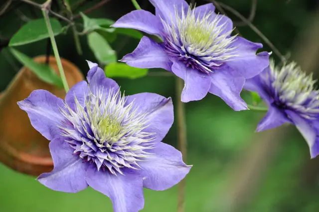 Eine wunderschöne Clematis | Foto: Daniela Somers