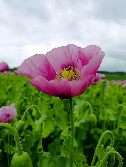 Jede einzelne Blüte würde es verdienen festgehalten zu werden | Foto: Aurelia Kling