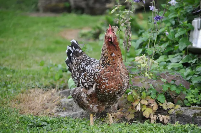 Was guckst du? | Foto: Daniela Somers