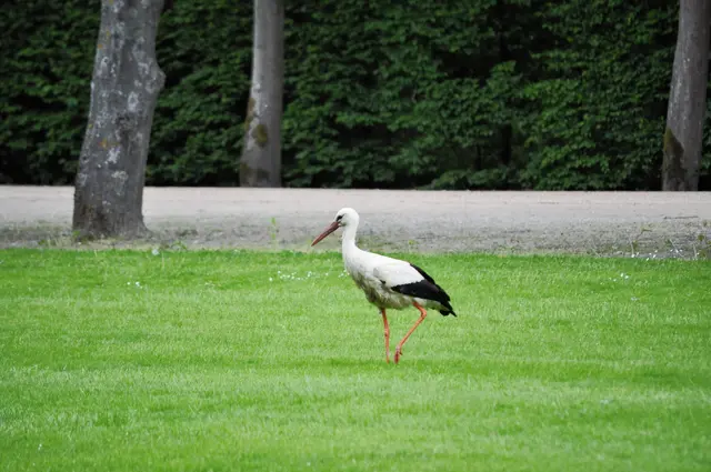 Dieser Storch hat sich nicht stören lassen und auf der großen Rasenfläche nach Futter gesucht. | Foto: Daniela Somers