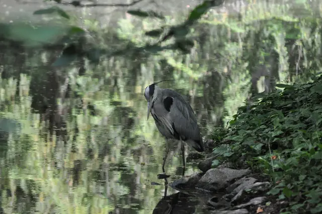 Der Park ist in großen Teilen sehr naturbelassen. Und hier habe ich auch einen Graureiher gesehen. | Foto: Daniela Somers