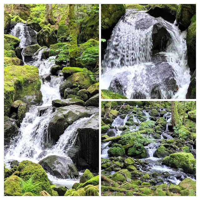 Ausschnitt von der traumhaften und mystisch wirkenden Teichschlucht.
Der Teichbach hat ein Gefälle von 13%! | Foto: Isolde Reitz