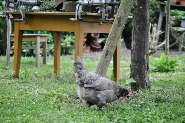 Die Hühner haben ein echtes Paradies. | Foto: Daniela Somers