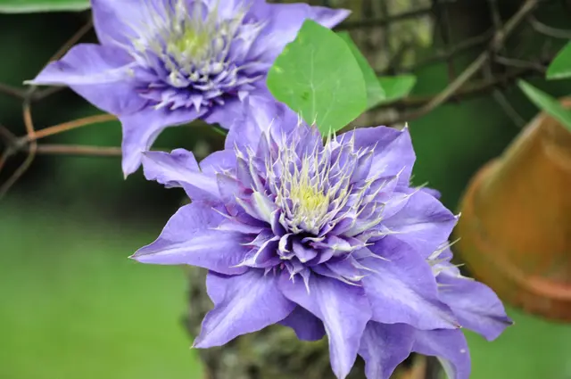 Eine wunderschöne Clematis | Foto: Daniela Somers