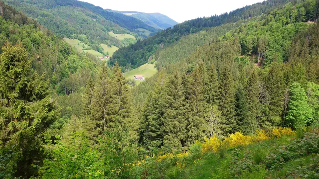 Traumhafte Landschaft! Blick ins Dreisamtal. | Foto: Isolde Reitz