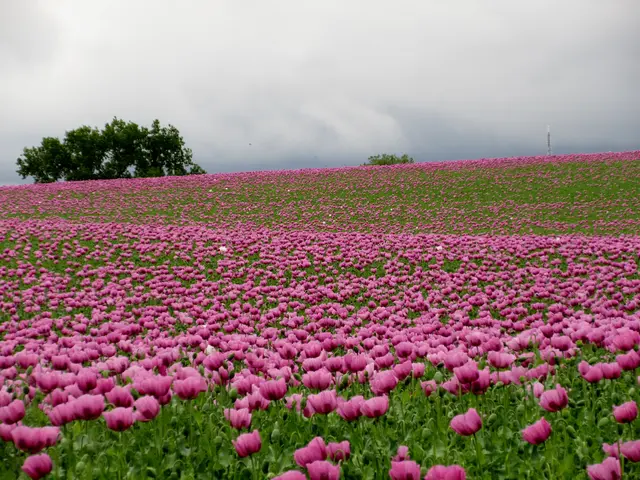 Wunderbar die Farben der Mohnblüte und der dunkle Himmel | Foto: WandernGabyErich