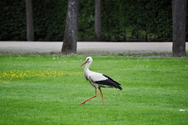 Er passt zum Park. Er strahlt bei seinem Gang soviel Würde aus, er hätte gut in die Zeit des Kurfürsten gepasst. | Foto: Daniela Somers