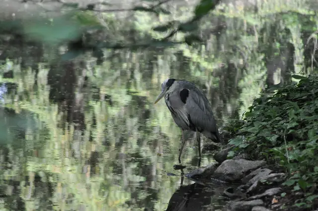 Nicht weit vom Weg entfernt stand der Graureiher und hat nach Beute geschaut. Das viele Grün spiegelt sich im Wasser. | Foto: Daniela Somers