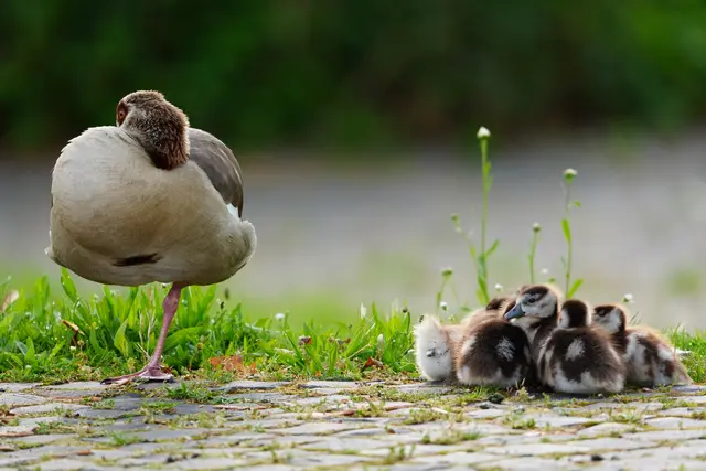 ...alles schläft - einer wacht... | Foto: Moni Bordt