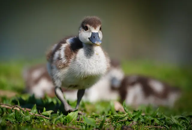 ...ich hau jetzt ab - die Geschwister nerven!... | Foto: Moni Bordt