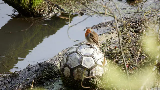 Rotkehlchen sitzt auf einem Fußball