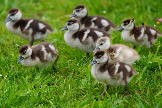 ..immer Mama hinterher... | Foto: Moni Bordt