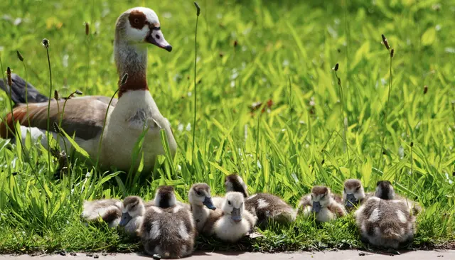 Nilgansfamilie 