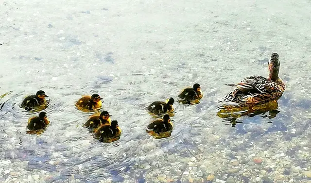 Foto: Birgit Bogdanski