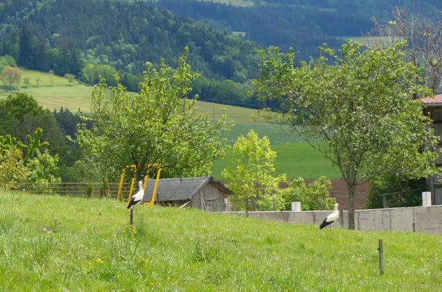 Auch die Störche haben die faszinierende Landschaft des Südschwarzwaldes schon für sich entdeckt. | Foto: Isolde Reitz