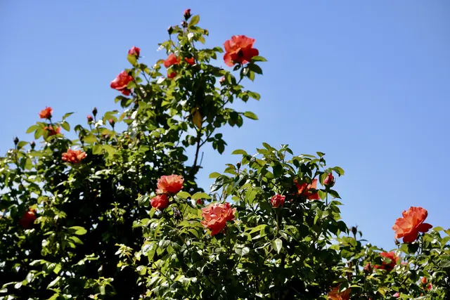 Foto: ED