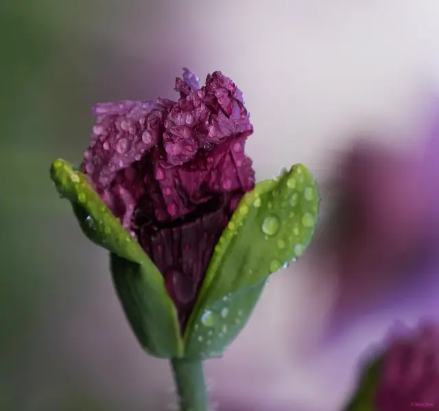 Mohnblüte Erlenbacher Mohnfeld Ölmühle
