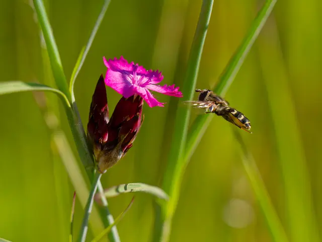 Schwebefliege | Foto: Eigenes Bild TB